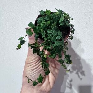 String of Frogs Ficus Plant